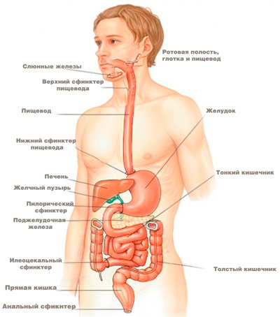схема желудочно кишечного тракта