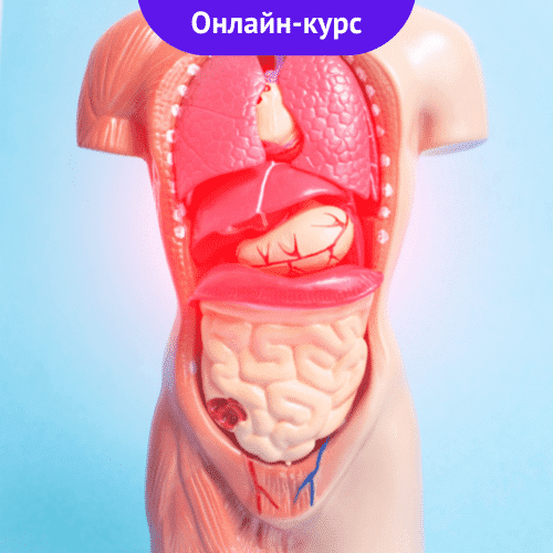 Профилактика здоровья в органах брюшной полости и забрюшинного пространства