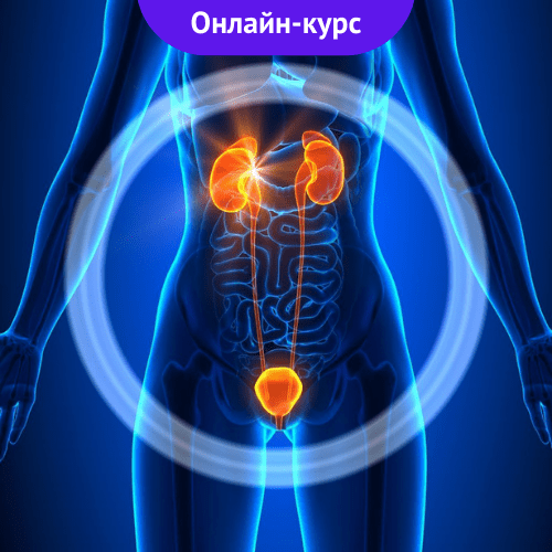 Профилактика и восстановление здоровья мочеполовой системы